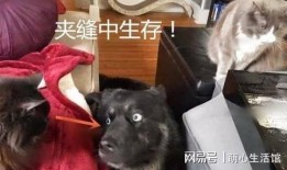 狗子今日爆料最新消息,最新热点事件深度解析